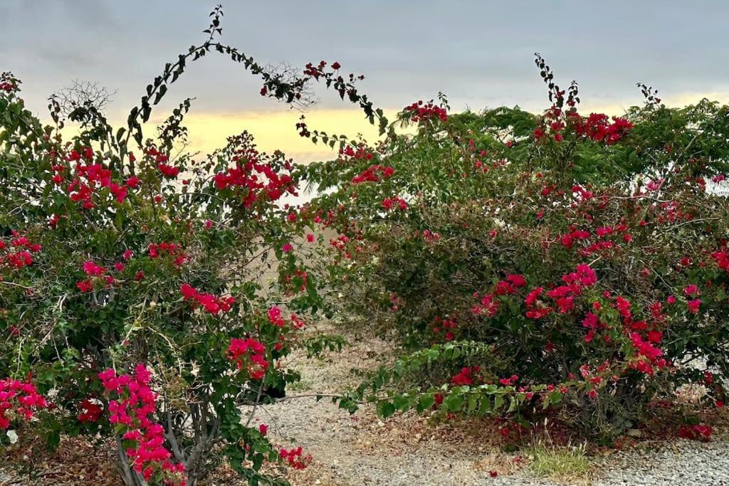 فيلا Peaceful Oasis With Magical Sea Views And A Pool سانتا كروز دي تينيريف المظهر الخارجي الصورة